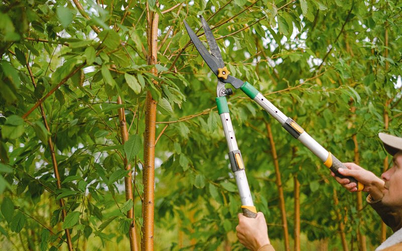 Tree trimming in Brayton, IA