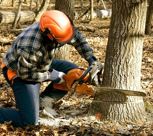 Tree Removal in Brayton, IA